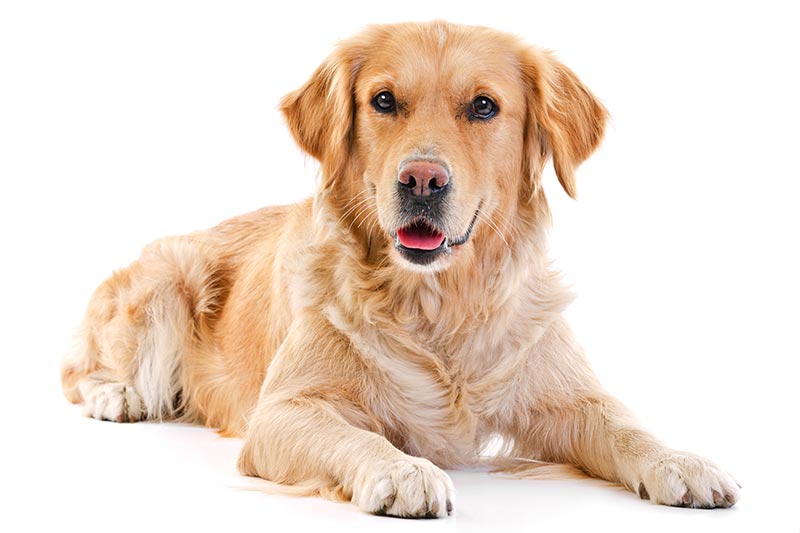 Dog Cremations Individual Dog Cremations